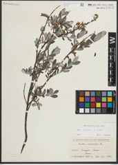 Foto von Salix repens subsp. repens L.